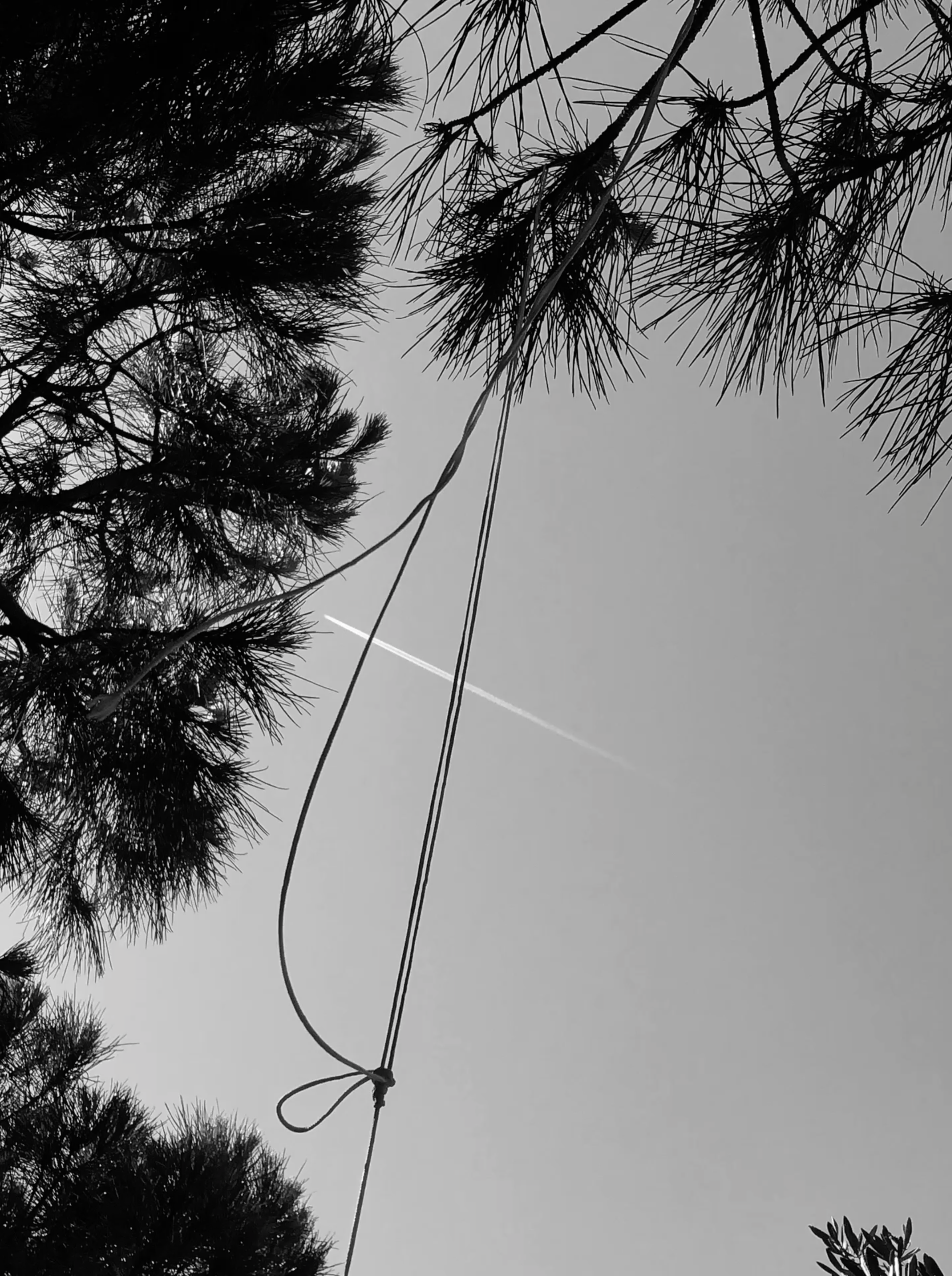 Dessin généré par déplacement d’une branche au vent